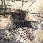 Chita in Sperrgebied