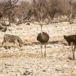 Etosha National Park