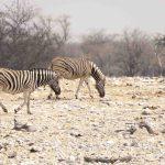 Etosha National Park