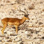 Etosha National Park