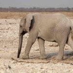 Etosha National Park