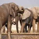 Etosha National Park