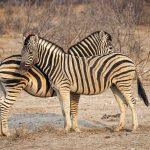 Etosha National Park