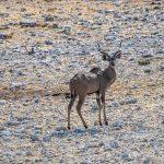 Etosha National Park