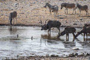 Etosha National Park