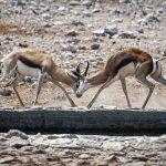 Etosha National Park