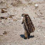 Etosha National Park