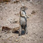 Etosha National Park