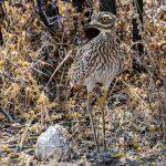 Etosha National Park
