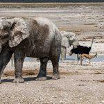 Etosha National Park