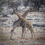 Etosha National Park