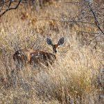 Etosha National Park