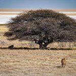 Etosha National Park