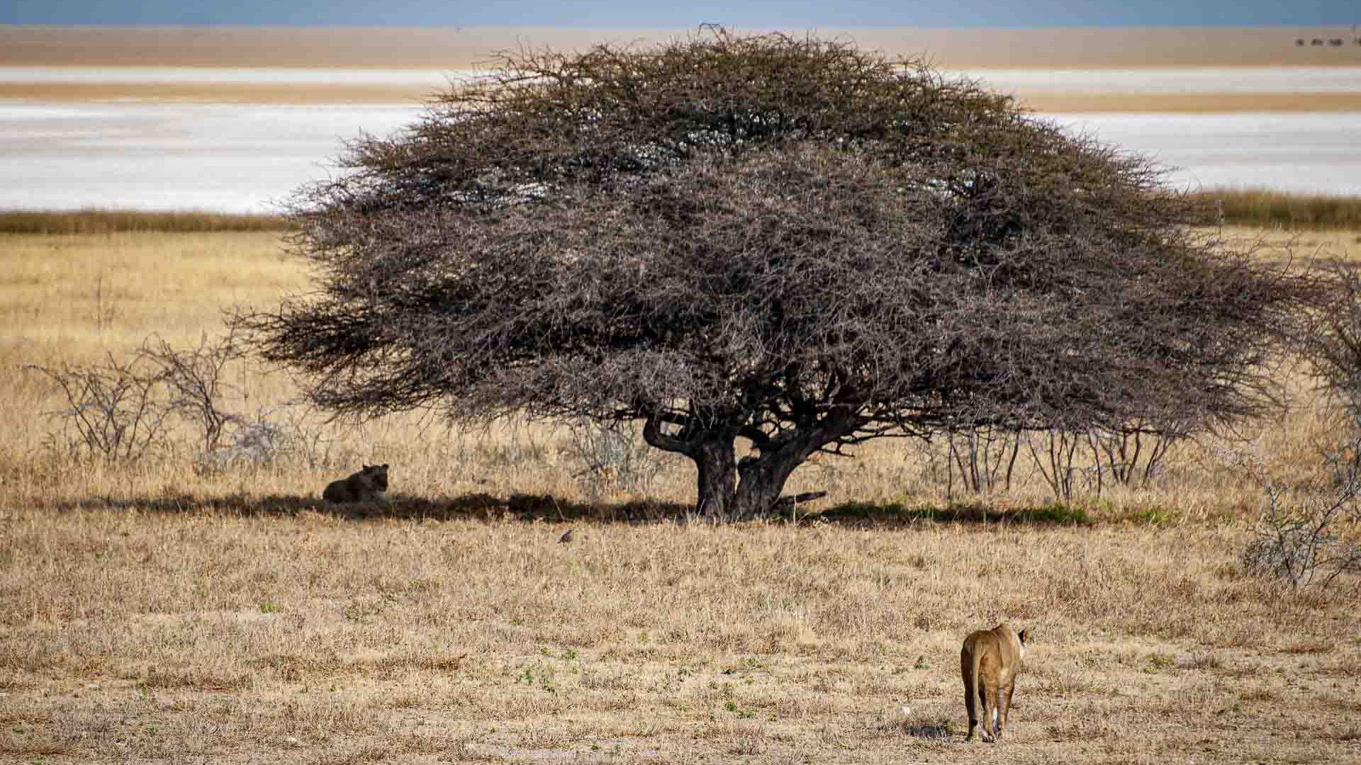 Etosha National Park