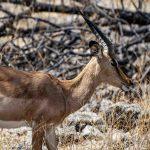 Etosha National Park