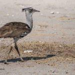 Etosha National Park