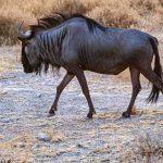 Etosha National Park